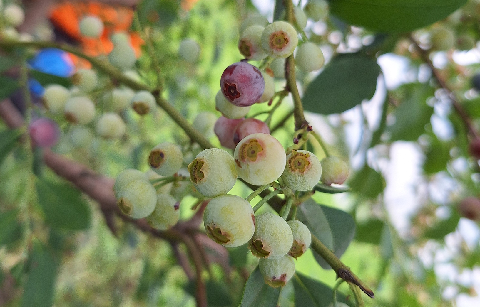 b2